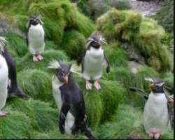 As the island is protected from human interference, it serves as the best home for seabirds. Tristan albatross are also found here. A flightless bird 